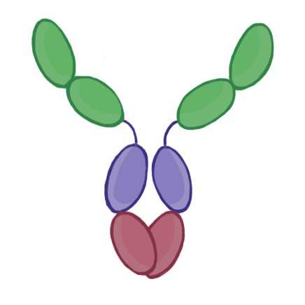 Schematic of the IgG/IgA chimeric Fc Dual Engager antibody architecture