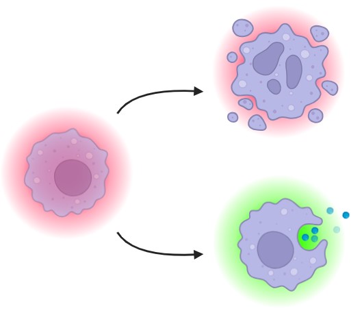 A suppressive cell is either killed or repolarized from a pro-tumor to an anti-tumor state